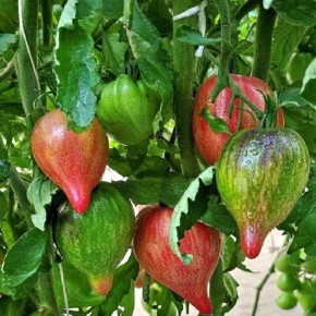 ����� �������� ������ �����: ��������� ������� ��� � ���� �� ����� ������