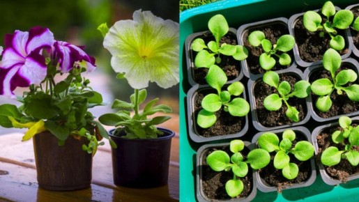 Как добиться дружных всходов петунии за 5–7 дней: секрет снежного посева