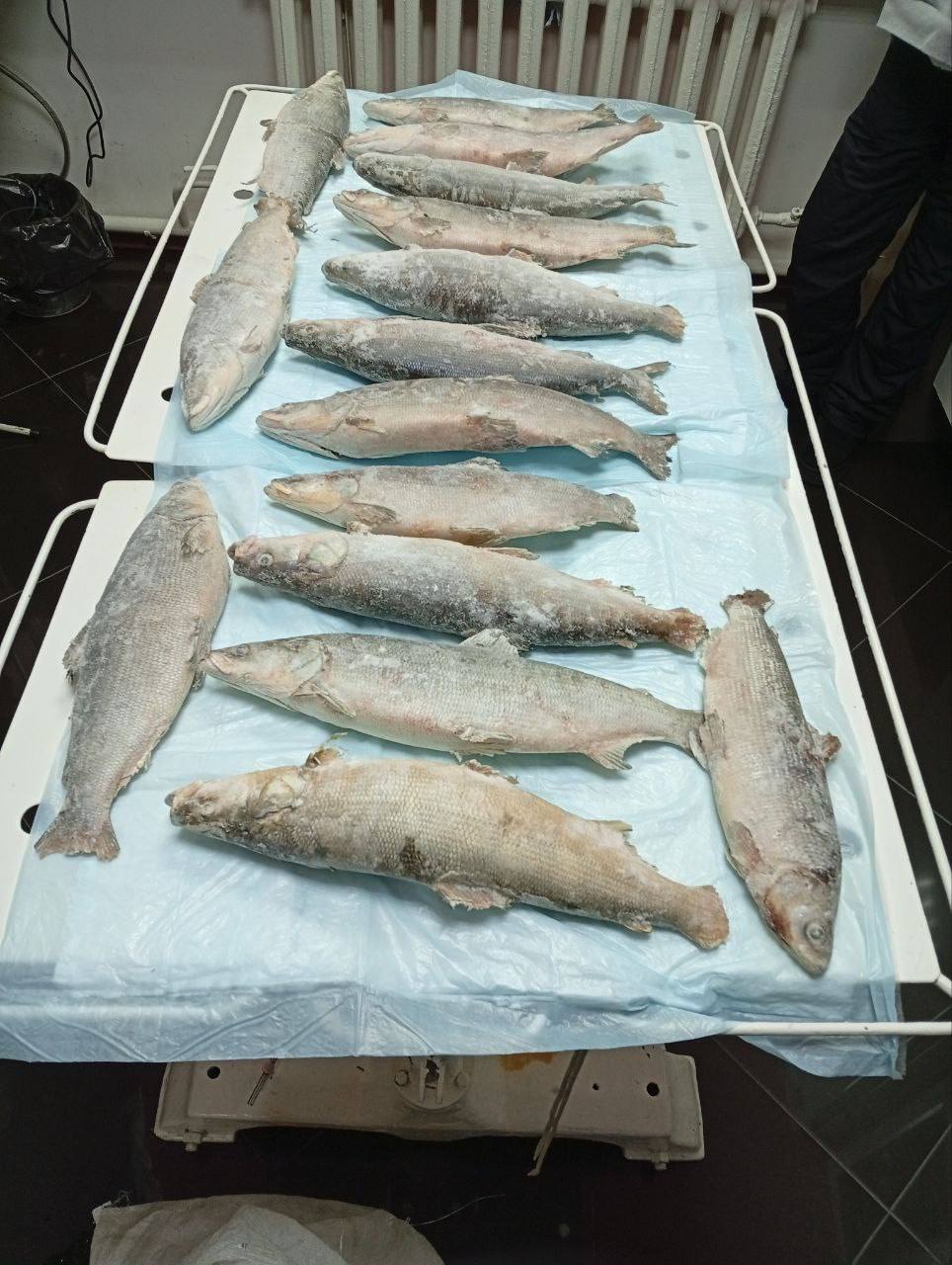 В Шурышкарском районе задержан 53-летний мужчина за браконьерство на 300 тысяч рублей В Шурышкарском районе задержан 53-летний мужчина за браконьерство на 300 тысяч рублей