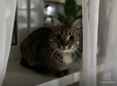 �� ����� �� �������� �� �������� �����: ������������ ������� ����� �������