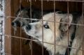 Алексей Титовский: Уже длительное время в салехардский приют для животных требуются сотрудники, а питомцы нуждаются в уходе