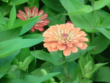 Июль как шанс для вашего сада: секреты удачных посадок