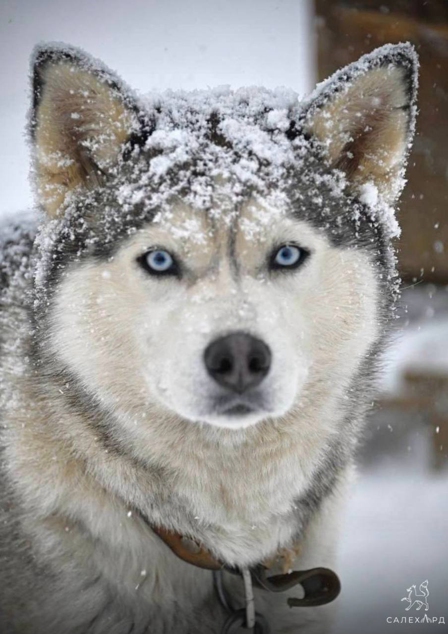 Мы сегодня рассказывали про Кокошку