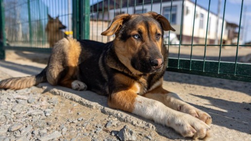 В салехардском приюте появятся новые «наказанные» волонтёры