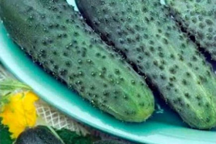 Секреты Успеха Огурцов Спринтер: Достоинства и Недостатки