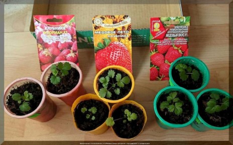 ��� ����� ����� ��������: 35 ������� �� ���������� �������