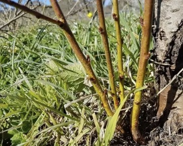 ����������� ������� ������ � �������� �������� ����� � ����� ������