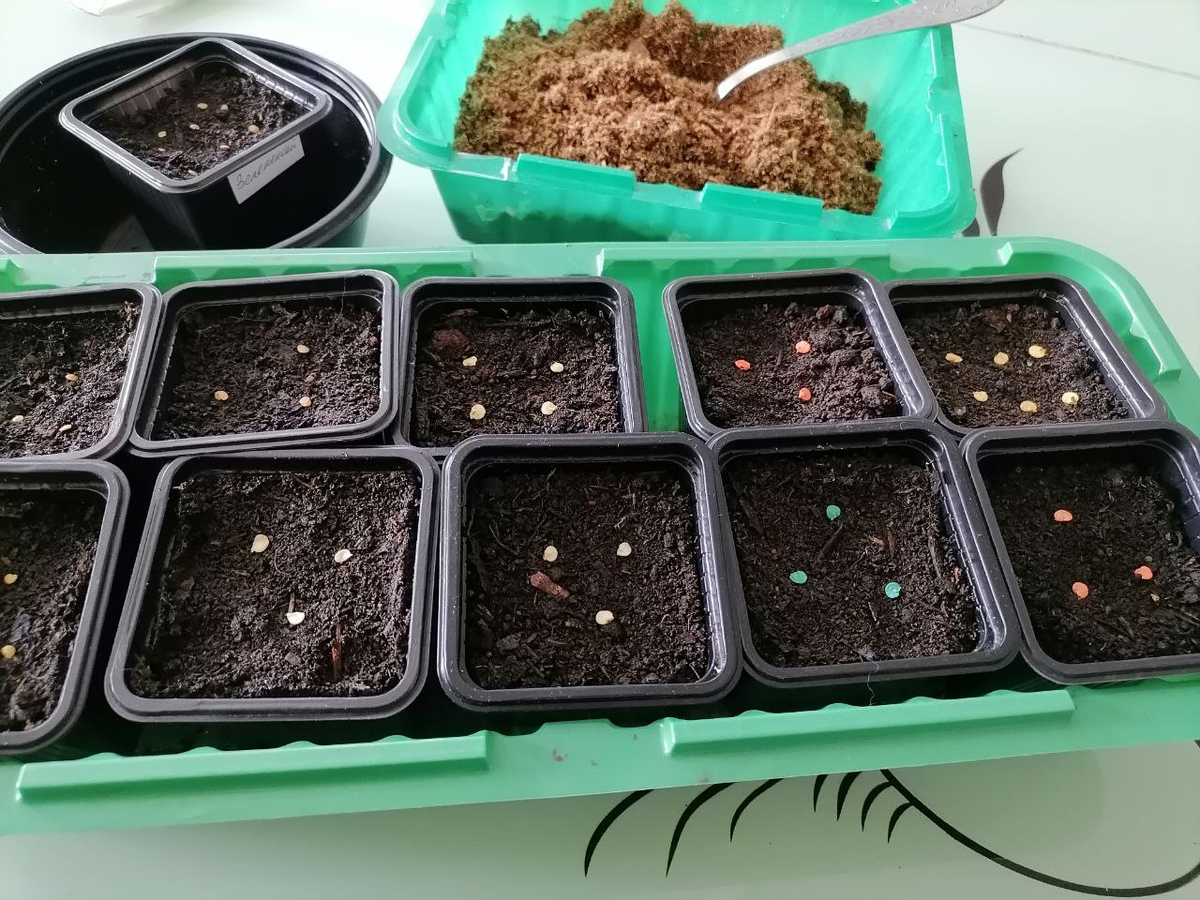 Почему сухие семена перцев и баклажанов всходят быстрее: неожиданные результаты эксперимента