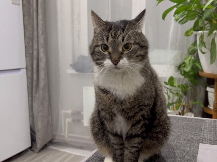 Кот Барсик нашел путь к хозяевам после крупного пожара в Салехарде