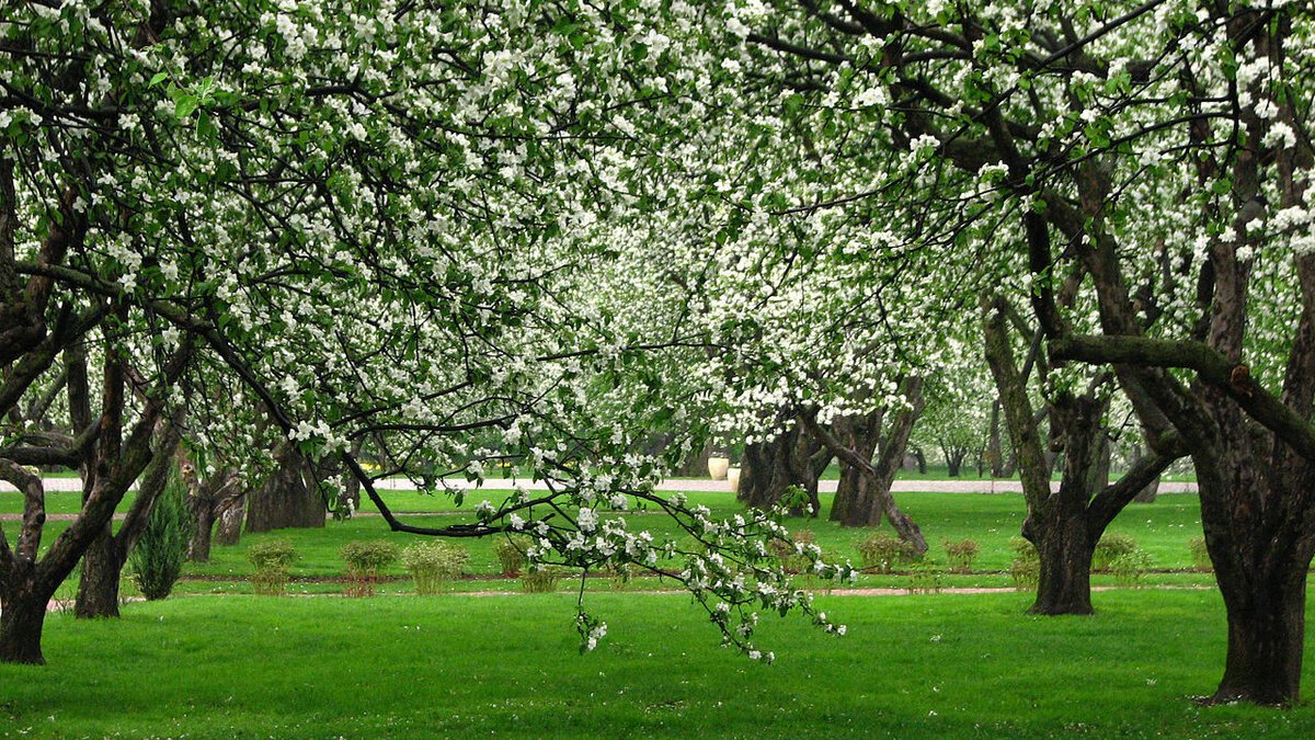 Как правильно использовать золу для деревьев в весенний период