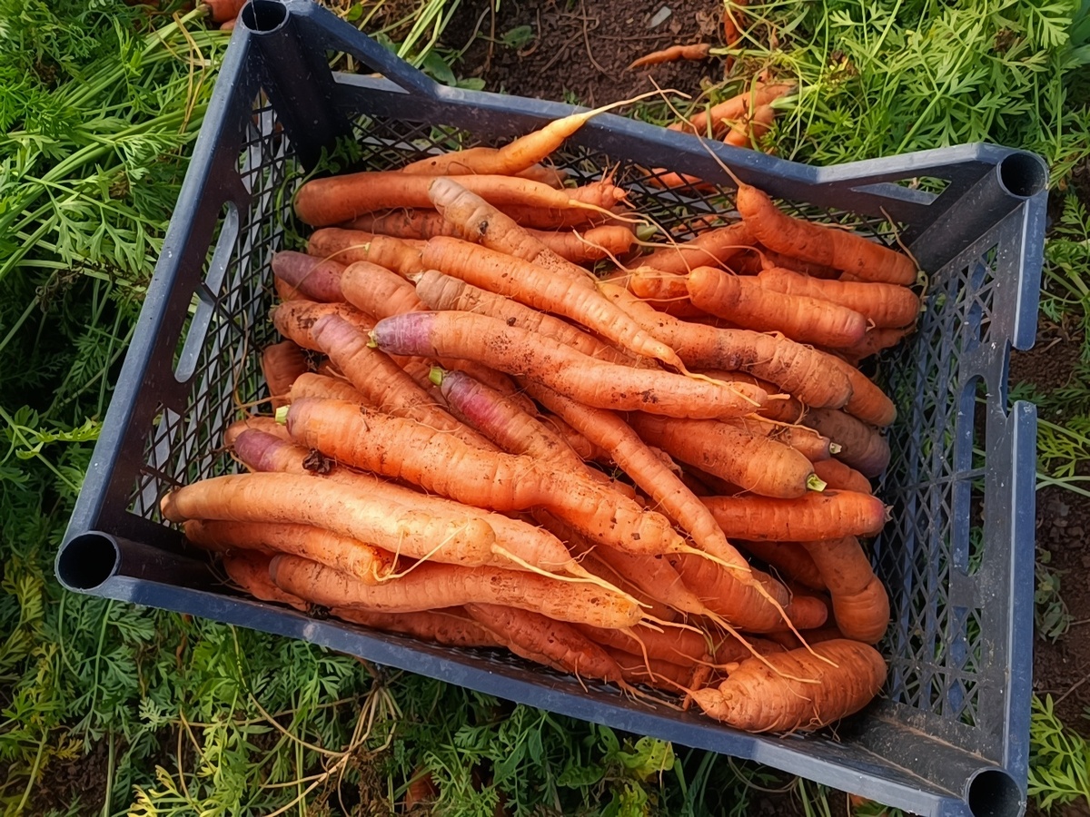 Как сохранить урожай моркови в августе: советы для садоводов