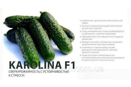 ��� ��������� ��������� ������ ����� ��������: �������� ������