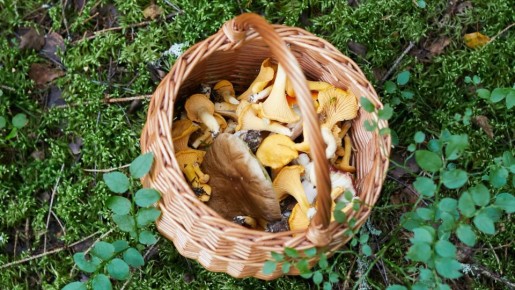 ������ ������� ������� �� ����������� �������� �����: ��� ������� �� ��� ������