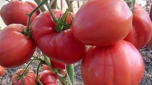 ����� ������ ������������� ������ ������� ��� ������ ������