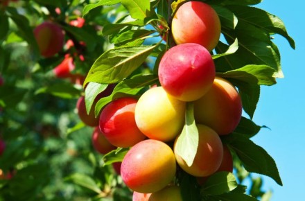 Как правильно поливать деревья: простые секреты ухода за садом