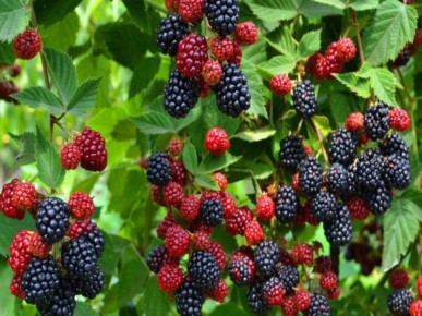 ������� ������� ���������� � ����: ������ ���������