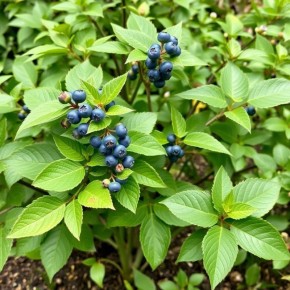 ��� �������� ��������� �� ������� ����: ������ ��� ���������