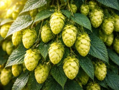 ��� �������� �������� ����: �����, ������� ���������� � �������� ����