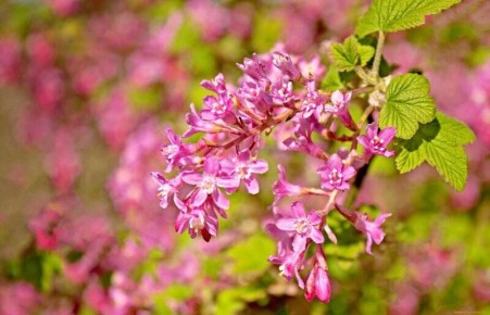 ������ ������� ��������� �����������: ��� ��������� ������ � ��������� ����� ������