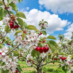 ������� ����� �������: ������ � ��� ���� ���������� �������������� ��������� ��������