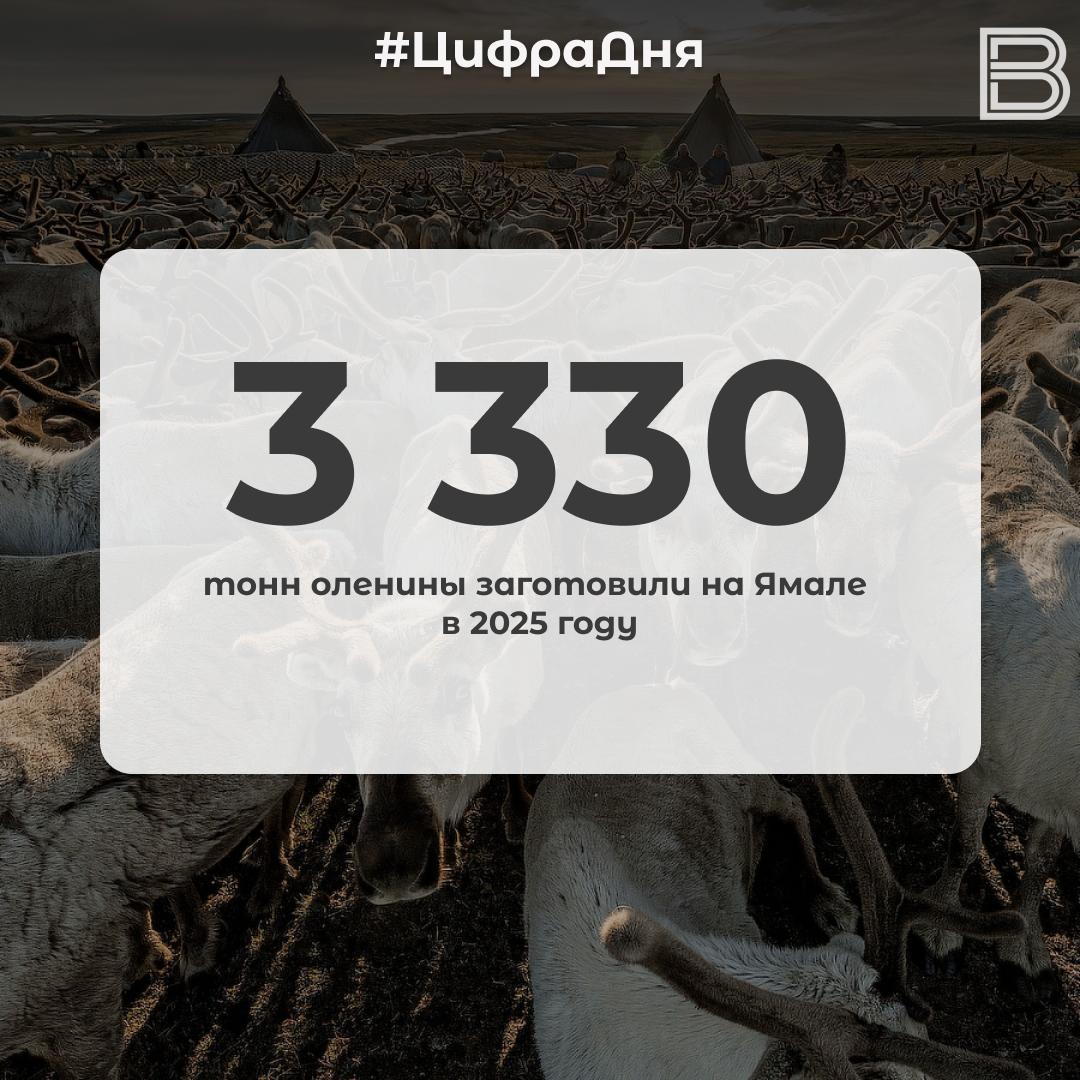 12 3330 тонн оленины заготовили на Ямале в 2025 году