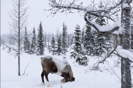 ������ ����, �������!. ���������? �� � �������� �������� �� ���� ���� ������!