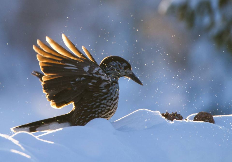 Доброе утро, ямальцы!. Сегодня вторник, а хочется уже субботы