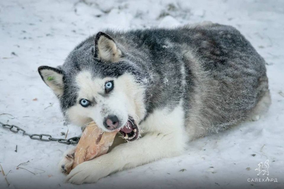 Никакой динамики. За минувшую неделю количество питомцев в приюте для бездомных животных не изменилось