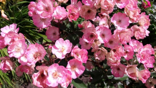 ���������� ���� ����� �����: ��������� ������� � ���������������