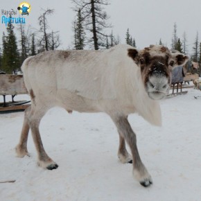 �� ��� ��������� �������� 2 ���!