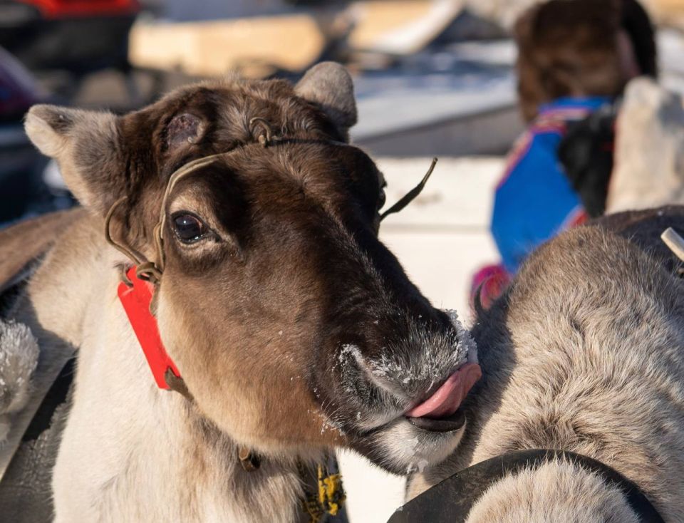 Доброе утро, ямальцы!. Вот и наступила пятница — лучший день рабочей недели! Как настроение? ///// Виктория Ким Вести Ямал l MAX l ТГ l ВК l САЙТ