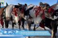 Сегодня в рамках празднования День оленевода состоялся яркий и зрелищный смотр-конкурс оленьих упряжек
