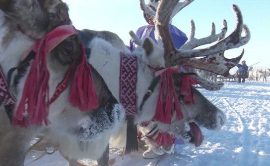 Надым официально открыл сезон Дня оленевода на Ямале