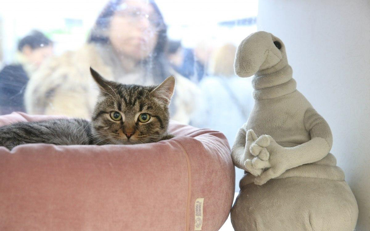 Почему кот кусает хозяев: неожиданные причины