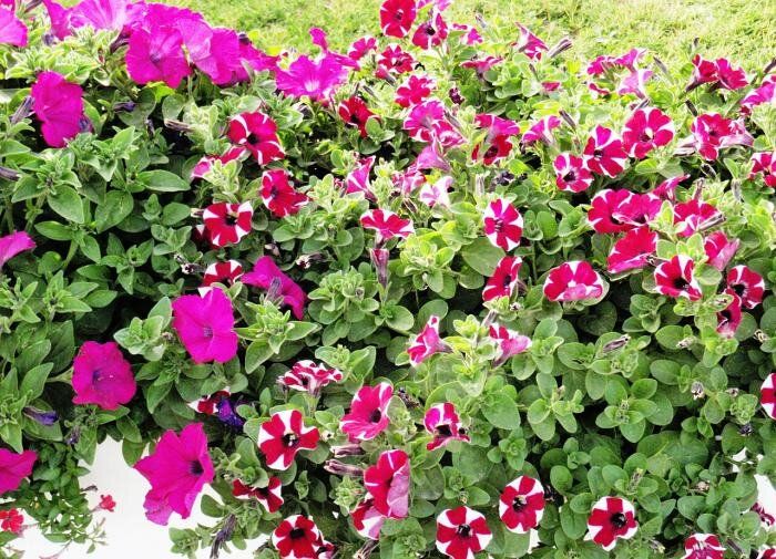 �������: ������� �������� ������� � �����