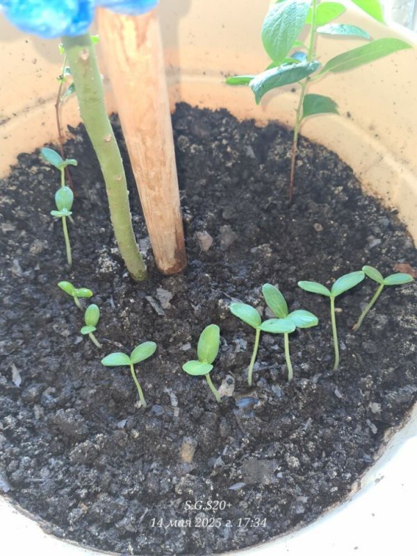 ������ ���������� �������� F1: �������, ���� � �������������� ������������