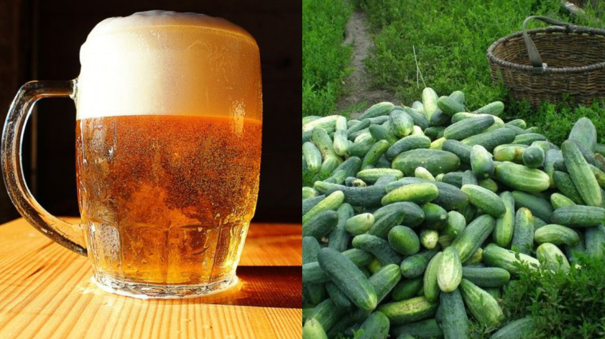 Секреты успешного урожая: как пиво стало новым удобрением для огурцов