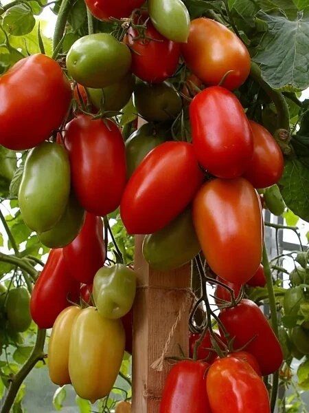 ����� ������: ������ ������ � �������� ����� ��� ������ �������