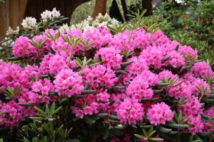 ������������ �������� ���������� ��� ������ ����