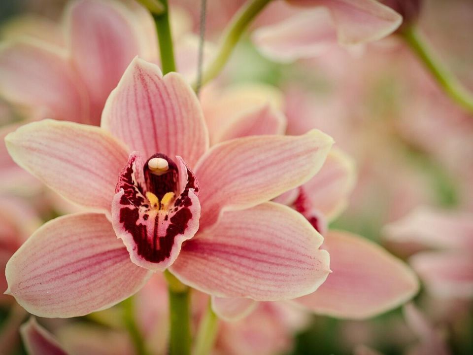 Секреты бесподобного цветения орхидей: как добиться успеха в их уходе