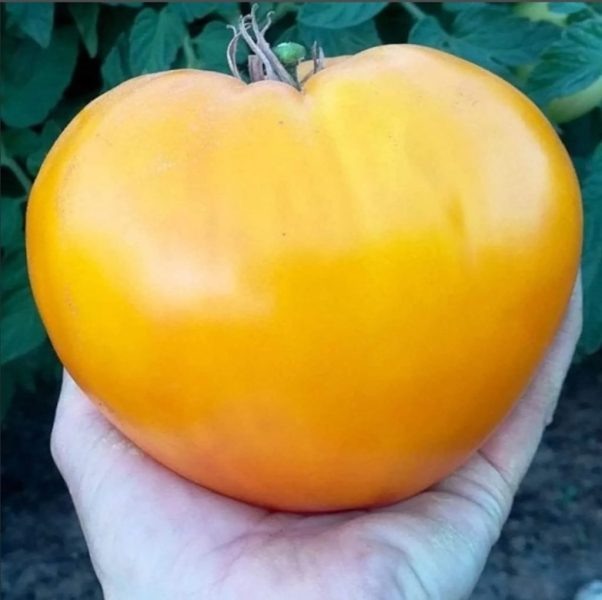 Томат Желтое сердце: куда более чем просто яркий плод