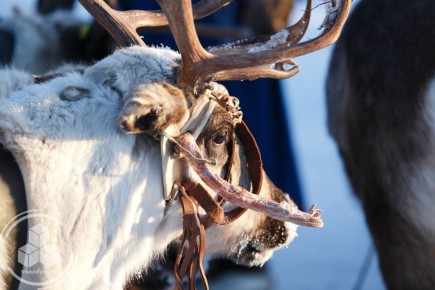 ���� ���������: ������ �����