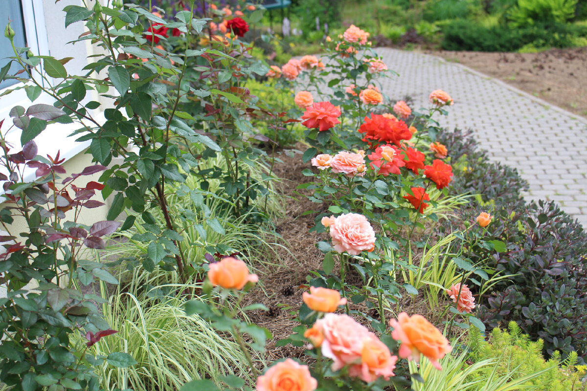 Мульча и pH: 5 фактов, которые развенчают страхи о «закислении»