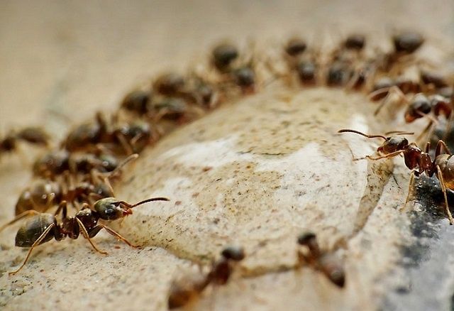 ��� ���������� �� ��������: ����������� � ��������� �������