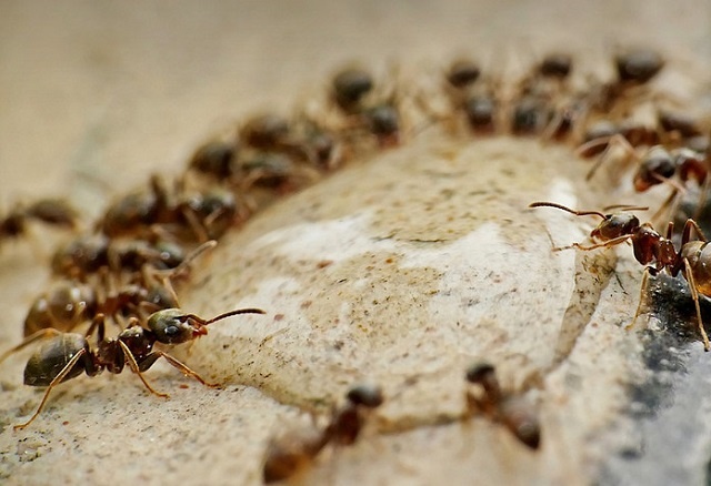Как избавиться от муравьев: проверенные и доступные способы