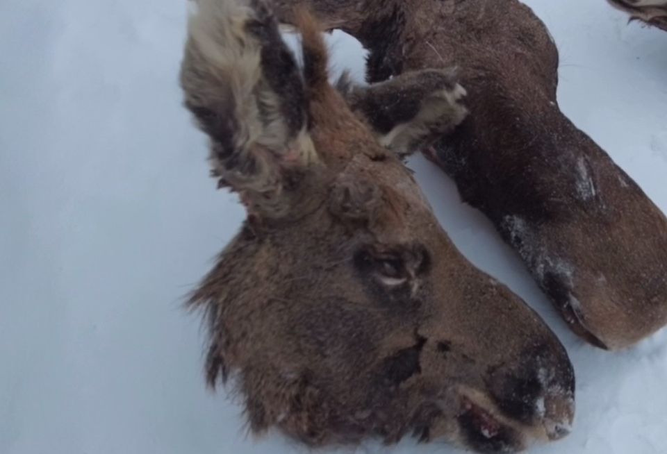 ������ ��������� ������� ����� ������� �� ���������� ����� �� �����