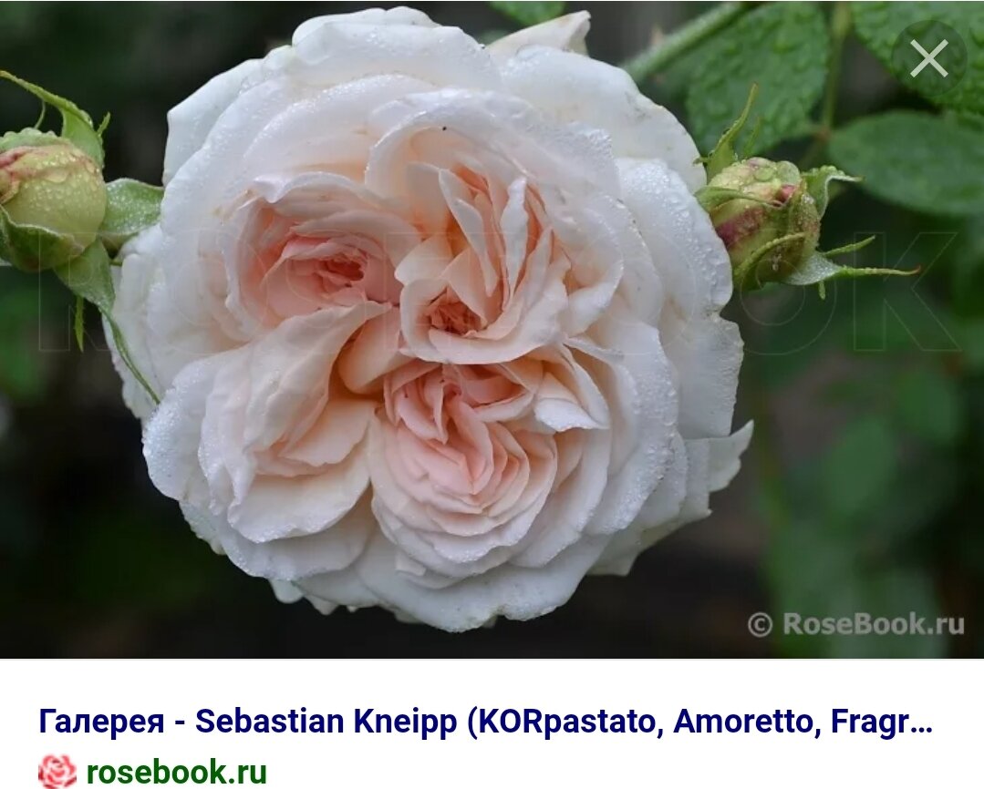 Как сохранить розу «Себастьян Кнейп» при наших морозах: 6 рабочих приёмов от садовода