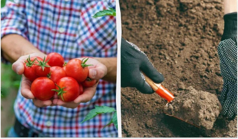 Необычный способ улучшения почвы: закопка помидоров на огороде