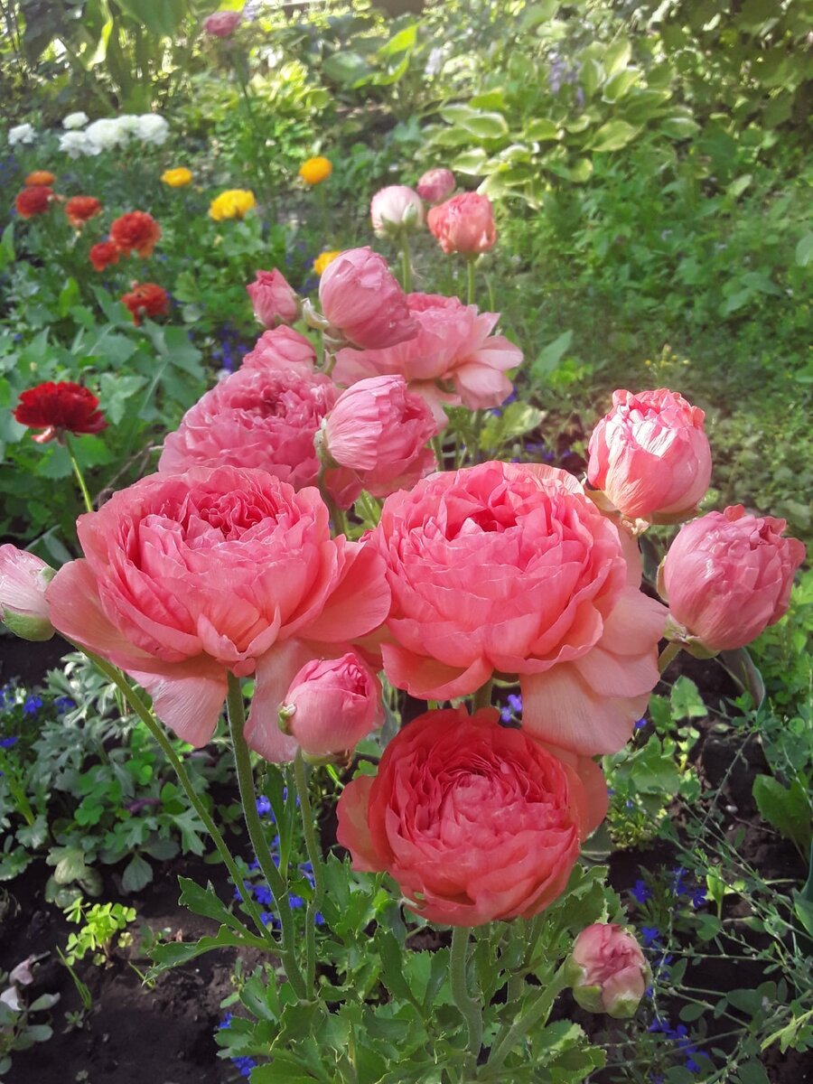 Цветущий сад: наслаждение летом без лишних забот