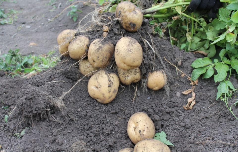 ��� ������ ����� ���������